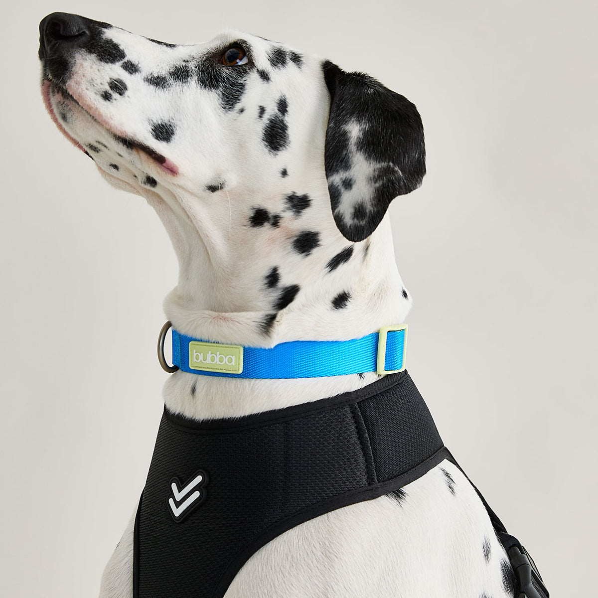 COLLAR PETS COLLECTION